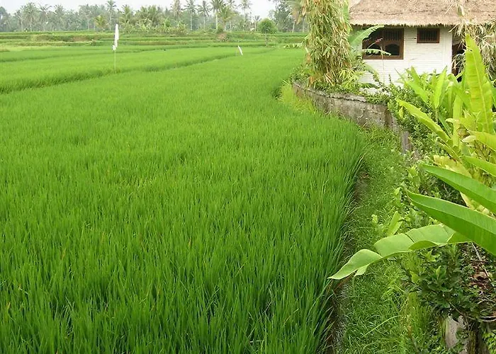 Terang Bulan 2*